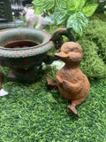 Squatting duck