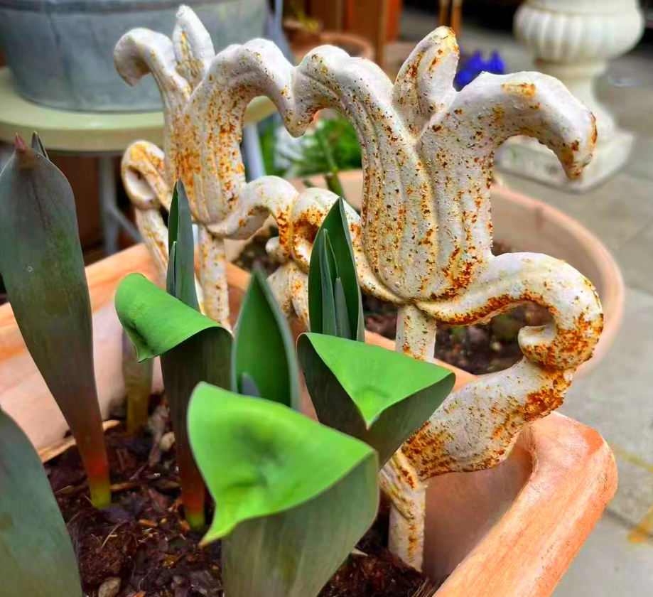 Tulip flower vase